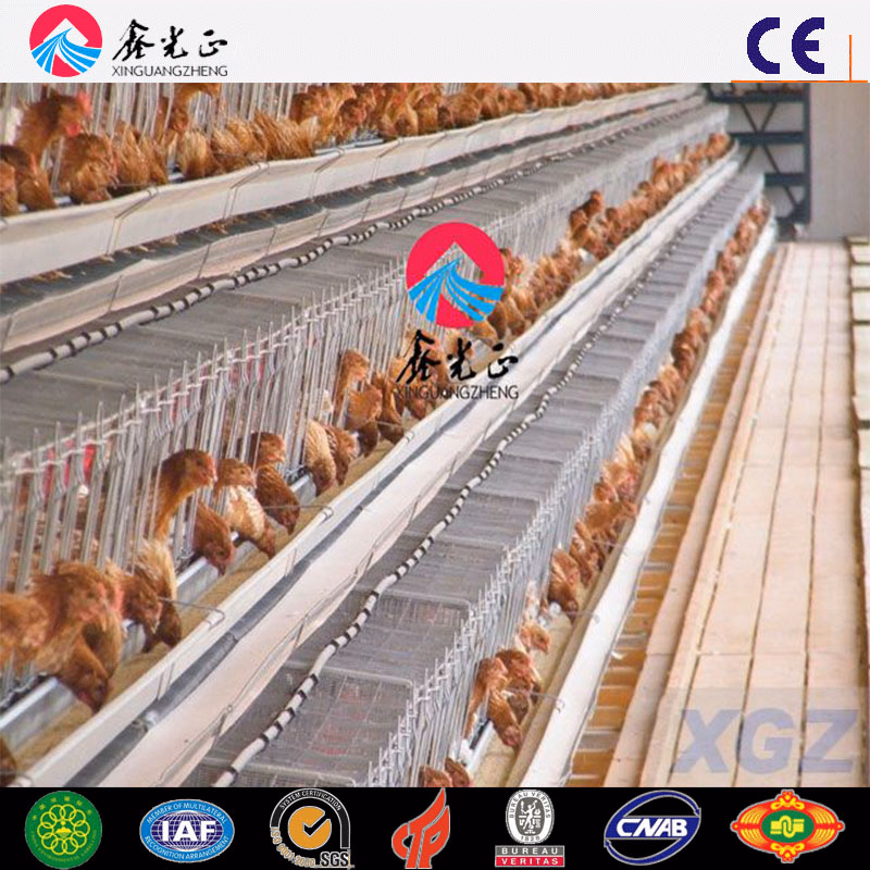 Automatic Poultry Control Shed Equipment for Broilers and Breeders (Q345B/Q235B)